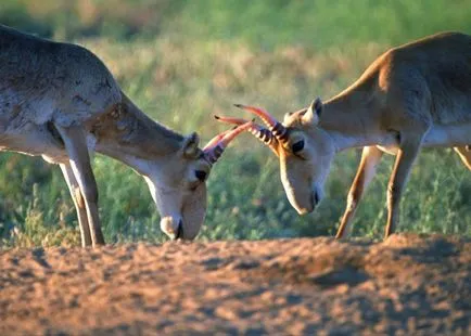 Saiga - lakta érdekes tények