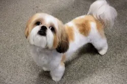 Shih Tzu rasa descriere, pret si poze