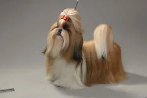 Shih Дзъ