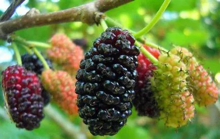 Mulberry (eperfa) előnyei és hátrányai, kalória, egészséges és gyógyító tulajdonságokkal, ellenjavallatok