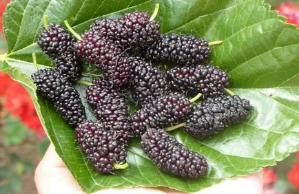 Mulberry (eperfa) előnyei és hátrányai, kalória, egészséges és gyógyító tulajdonságokkal, ellenjavallatok