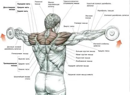 Forța de exerciții pentru mușchii umărului