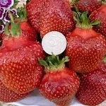 Колко живота ягоди ягодоплодни насаждения