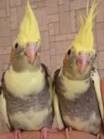 Hány élő papagáj cockatiel
