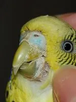 Hány élő papagáj cockatiel