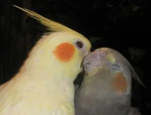 Hány élő papagájok tenyészteni cockatiel otthon