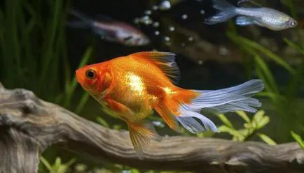 Câte Goldfish trăiesc într-un acvariu