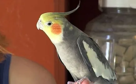 Колко живи Cockatiel папагали в дома (снимки и видео)