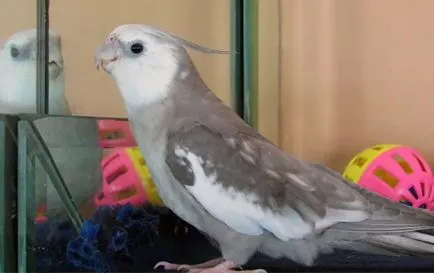 Колко живи Cockatiel папагали в дома (снимки и видео)