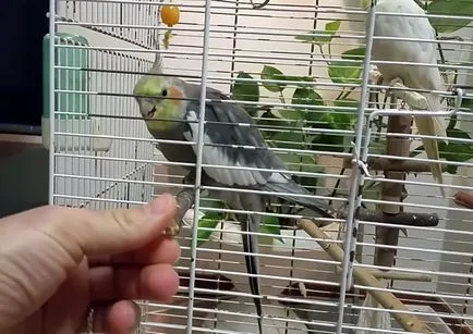 Колко живи Cockatiel папагали в дома (снимки и видео)