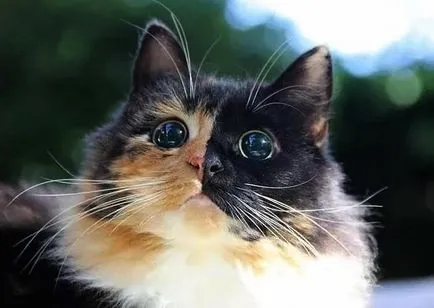 Blind котка с красиви очи, пред които не се противопоставят