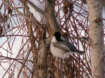 Tit-tit, a weboldalán Turizmus és utazás