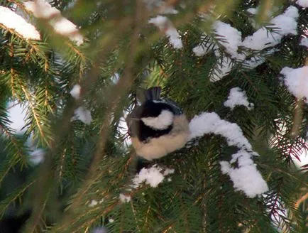 Dinte-tit, site-ul dedicat turismului și călătorii