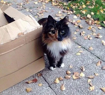 Blind котка с красиви очи, пред които не се противопоставят