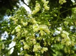 Sophora японика (кримски) снимки, използване, полезни, лечебни свойства на плодове, ликьори,