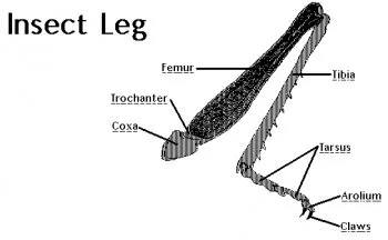 Colectăm și forțat să curgă hexapod buget