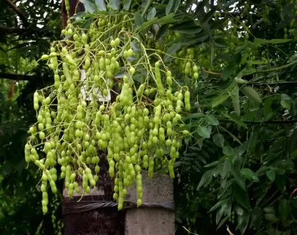 Sophora japonica (Krími)