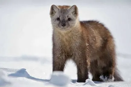 Sable снимки, снимки на животни