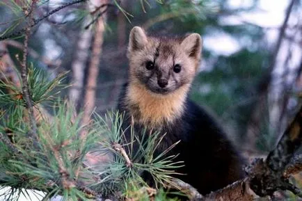 Sable снимки, снимки на животни