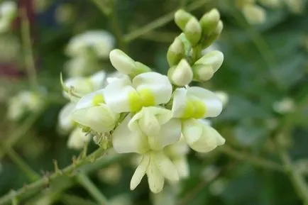 Sophora японика (кримски) снимки, използване, полезни, лечебни свойства на плодове, ликьори,