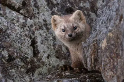 Sable снимки, снимки на животни