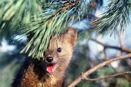 Sable снимки, снимки на животни