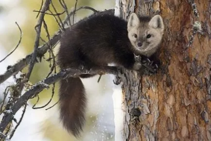 Sable снимки, снимки на животни