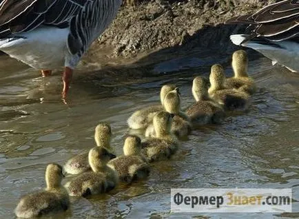 Съдържанието на гъските от първите дни на живота у нас