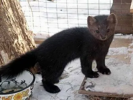 Sable снимки, снимки на животни