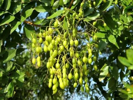 Sophora японика (кримски) снимки, използване, полезни, лечебни свойства на плодове, ликьори,