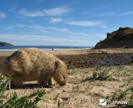 Съдържанието на Wombat у дома