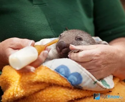 Съдържанието на Wombat у дома