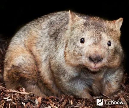 Съдържанието на Wombat у дома