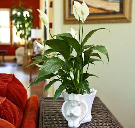Жена щастие Spathiphyllum, снимка и описание на растенията видео