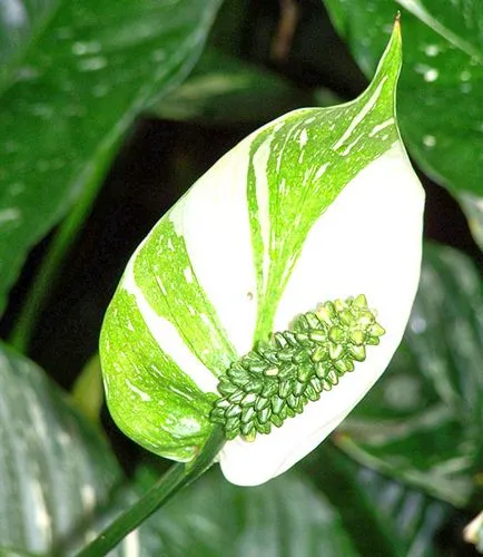 fericire Femeie Spathiphyllum, fotografie și descrierea plantelor film