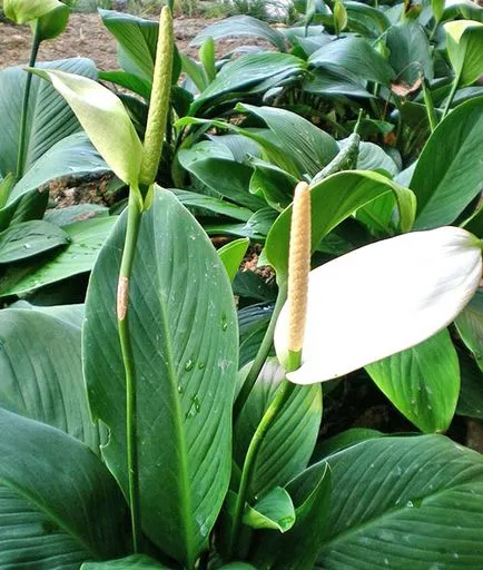 Жена щастие Spathiphyllum, снимка и описание на растенията видео