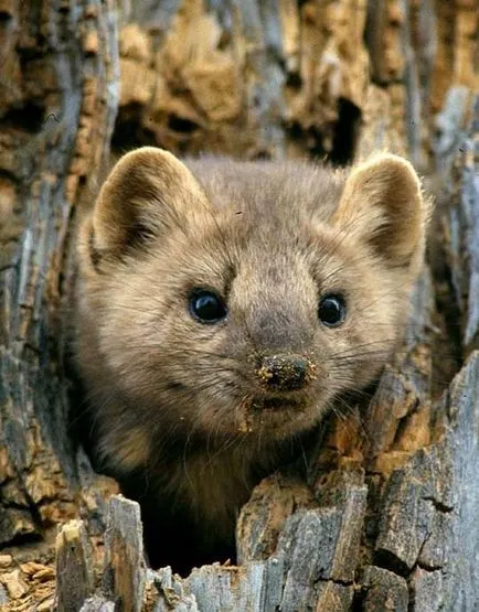 Sable снимки, снимки на животни