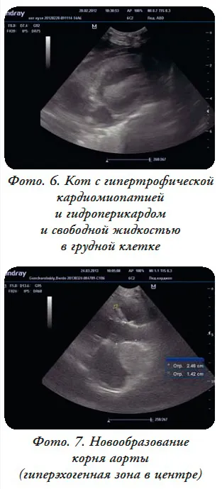 Ultrasunetele ajută câinele sau pisica inima