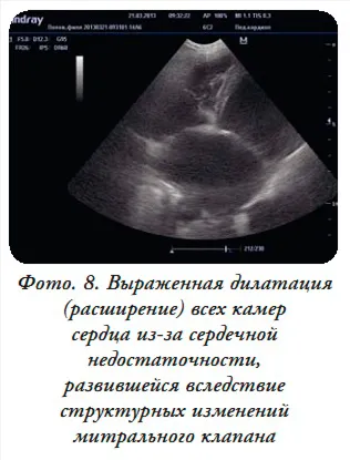 Az ultrahang segítségével szív kutya vagy macska