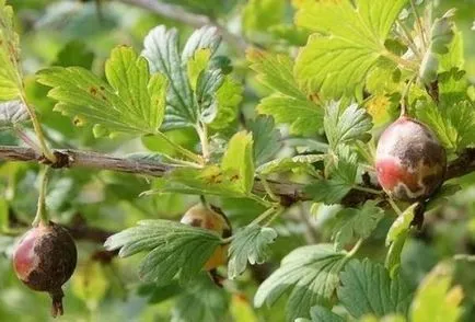 A folyamat egres lisztharmat tavaszán a hatékony és elérhető