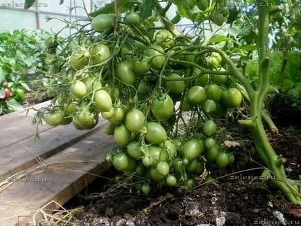 Чо-Чо-Сан - Tomato изключителен, моята градина и овощна градина