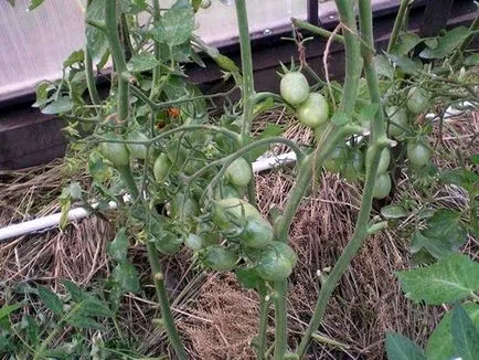 Чо-Чо-Сан - Tomato изключителен, моята градина и овощна градина