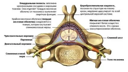 Gerincvelő szerkezete és működése