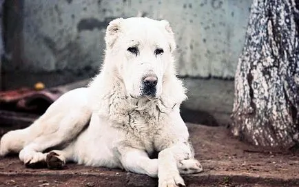 Shepherd mediu din Asia - cum de a alege și de ce să cumpere