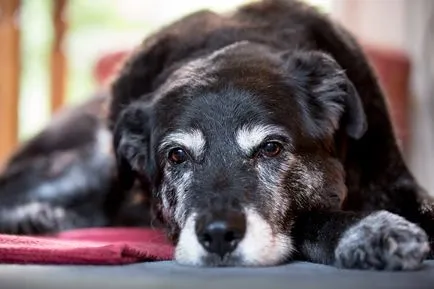 Спондилози при кучета симптоми, лечение и прогноза
