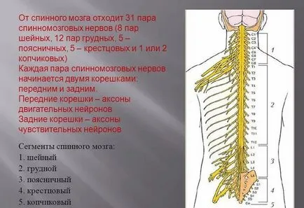 Gerincvelő szerkezete és működése