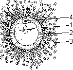 Структурата на яйцето - studopediya
