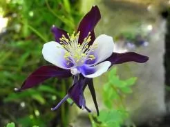 Rétegződése magokat otthon levendula, aquilegia, eper, kankalin, szarkaláb,