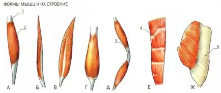 Структура и функция на мускулите, meddoc