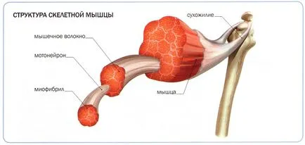 Структура и функция на мускулите, meddoc